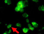  Isolate cellule responsabili del senso magnetico degli animali 