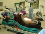 Valore prognostico di amiloide sierica e aptoglobina nelle coliche equine