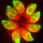 Il movimento di Toxoplasma gondii